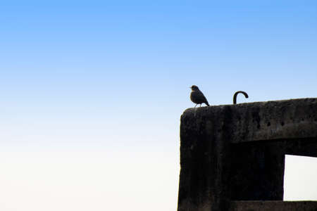 BIrd seating at the balconyの写真素材