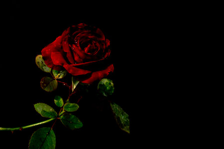 red rose flower on black backgroundの写真素材