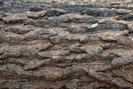 wood trunks texture background for carving