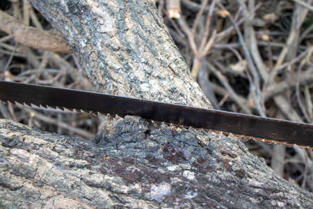 Close-up of woodcutter sawing chain saw in motion, bring down trees concept