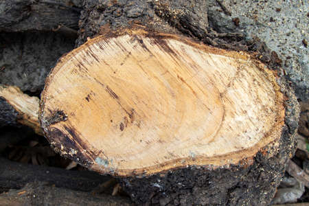 wood trunks texture background for carving