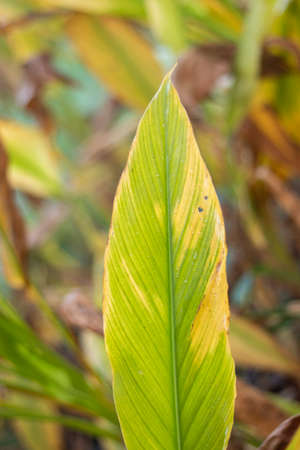 Turmeric Farm,Turmeric is a flowering plant, Curcuma longa of the ginger familyの写真素材