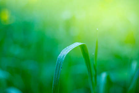 water drops on leaf with greenery fresh background, Corn field agriculture. Green nature. Rural farm...