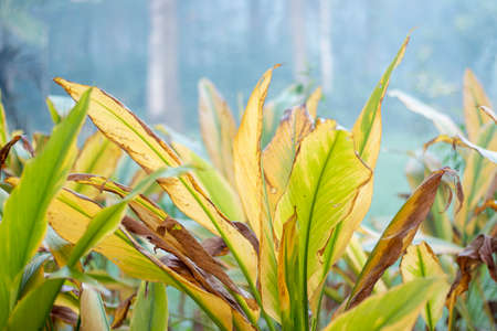 Turmeric Farm,Turmeric is a flowering plant, Curcuma longa of the ginger familyの写真素材