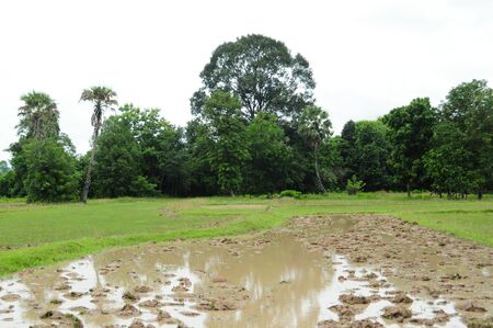 farm Muckの写真素材