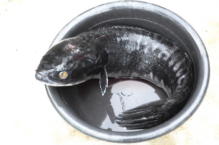 Giant snakeheadの写真素材