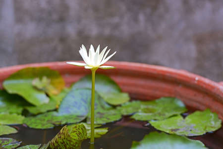 Lotus flower in potsの写真素材