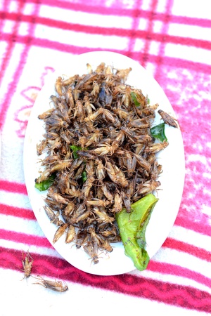 insects Fry Serve on a plateの写真素材