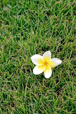 Frangipani flower fall on the grass の写真素材