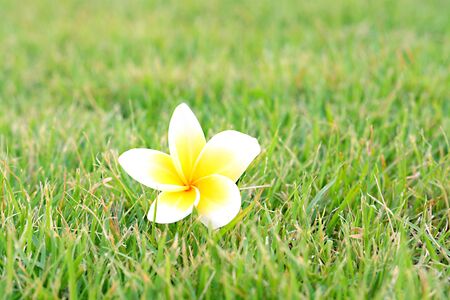 Frangipani flowerの写真素材