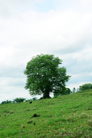 Big trees in the gardenの写真素材