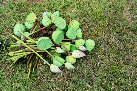 young lotus flower and seedpods on grass.の写真素材