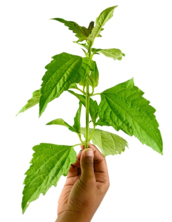 leaf idea isolated on white background の写真素材