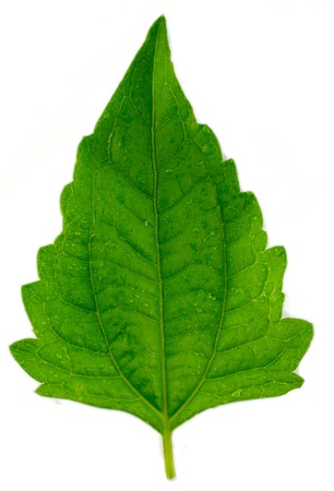 leaf idea isolated on white background の写真素材