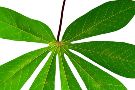 leaf idea isolated on white background の写真素材