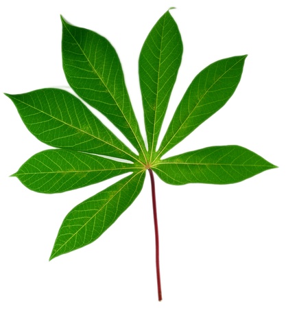 leaf idea isolated on white background の写真素材