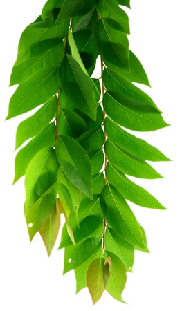 leaf idea isolated on white background の写真素材