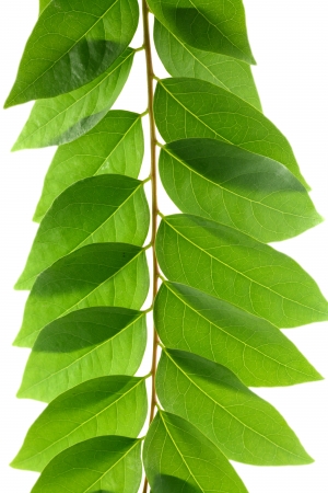 leaf idea isolated on white background の写真素材