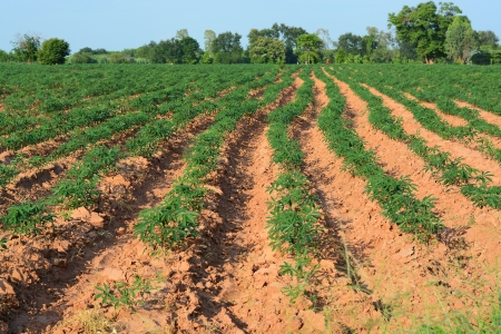 Young cassava plant の写真素材