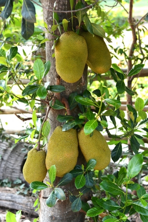 Jackfruit on the tree の写真素材