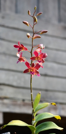 Orchid flower beautyful and chill outの写真素材