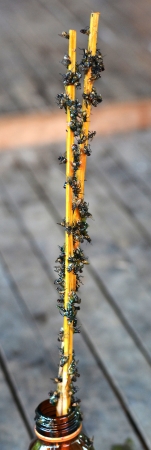 Glue traps flyの写真素材