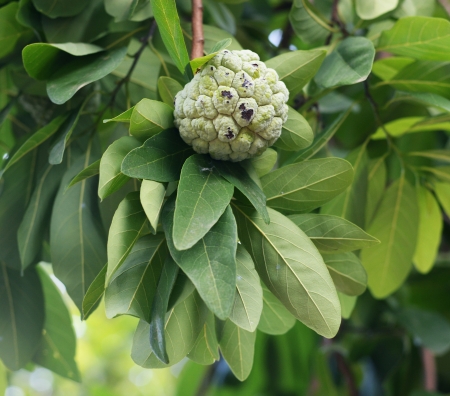 Custard apple in Custard apple treeの写真素材
