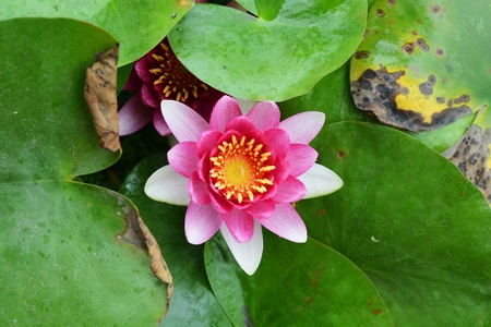 pink lotus flower and leafの写真素材