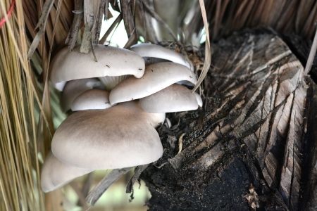 Mushroom in treeの写真素材