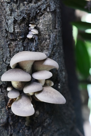 Mushroom in treeの写真素材