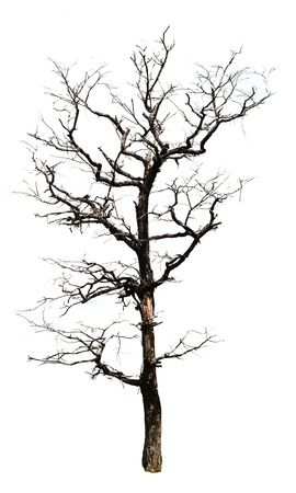 Dead trees Dried. Dried dead trees の写真素材