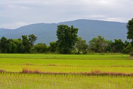 Rice terrace and mountains on a horizonの写真素材