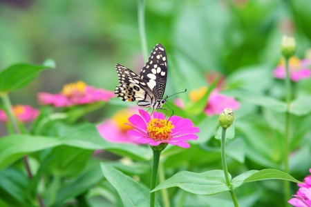 Butterfly on a Flower  の写真素材
