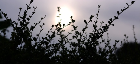 plant in morningの写真素材