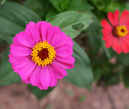 Pink Zinnia flower in the garden の写真素材
