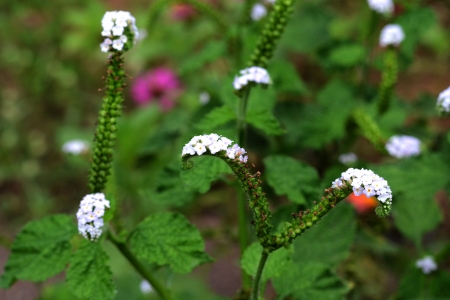 Worm flowersの写真素材