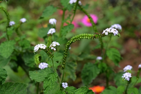 Worm flowersの写真素材