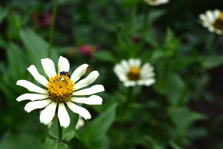 bee on the white flower の写真素材