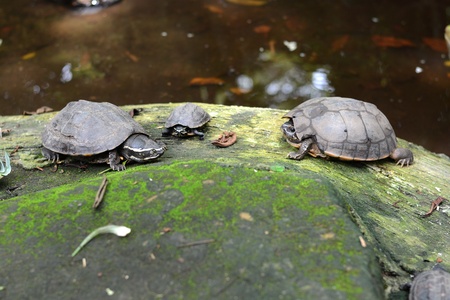 Freshwater turtles.の写真素材