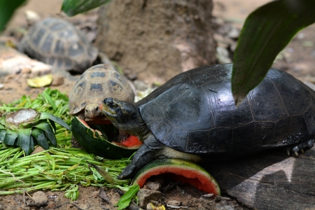 Freshwater turtles.の写真素材