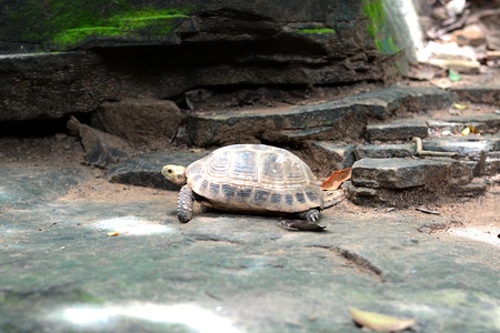 Freshwater turtles.の写真素材