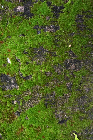 closeup old Stone Overgrown with Green Moss in forest の写真素材