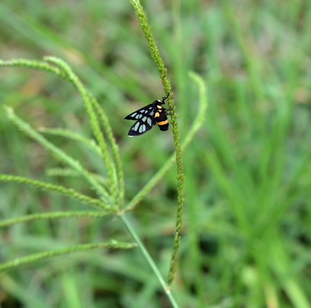 insect on plantの写真素材