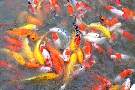 Feeding fish.の写真素材