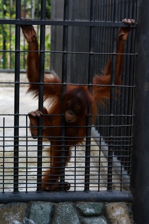 Orangutan in Cage の写真素材
