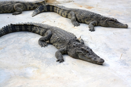 crocodile in farmの写真素材
