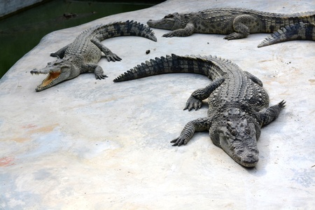 crocodile in farmの写真素材
