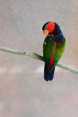 Colorful parrot on a branchの写真素材