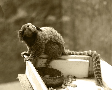 Pygmy Marmoset, the smallest monkey in the world の写真素材