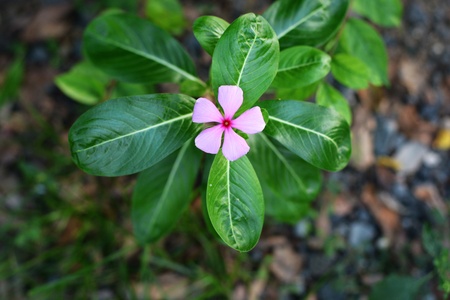 tropical flower - pink catharanthus.の写真素材